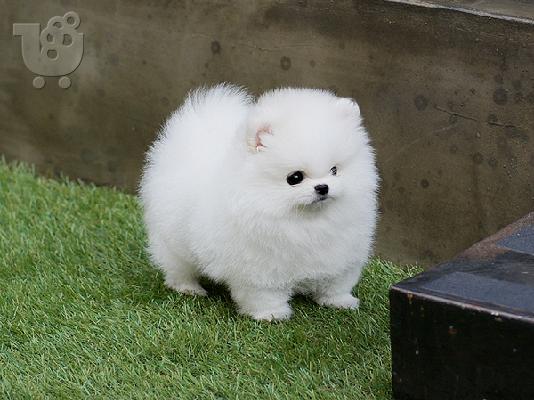 PoulaTo: Όμορφα κουτάβια Pomeranian